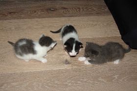 kittens 01.jpg