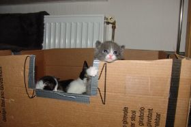 kittens 02.jpg