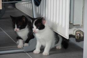 kittens 06.jpg